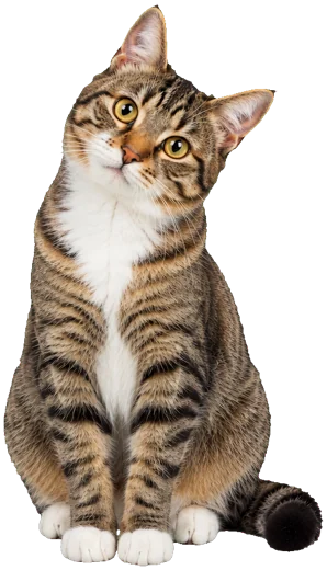 The cat sitting on the top edge of a window, its head tilted with curiosity.