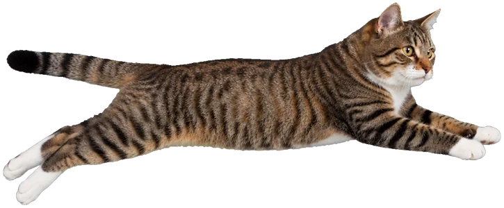 The cat stretched out in mid-leap.